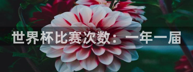 世界杯直播高清:世界杯比赛次数:一年一届